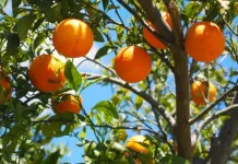 Succo d’Arancia in Borsa succo d'arancia