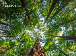 Leonteq – Cedola Mensile ed Airbag su Indici Leonteq - Fondo Forestale