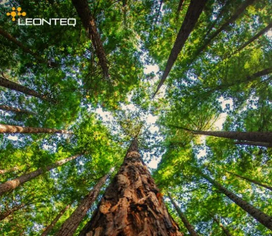 Leonteq – Cedola Mensile ed Airbag su Indici Leonteq - Fondo Forestale